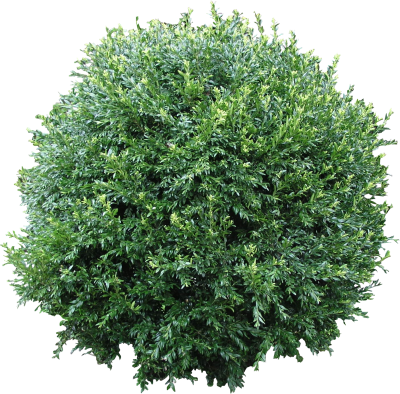 Top Bushes High Quality PNG PNG Images