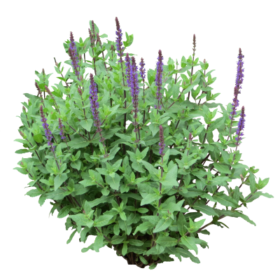 Green Bushes Png PNG Images