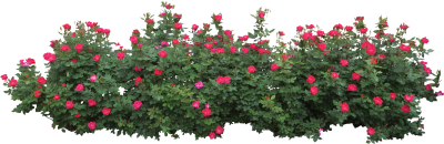 Bushes PNG Icon PNG Images