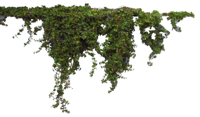 Download Bushes Free Png Transparent Image And Clipart