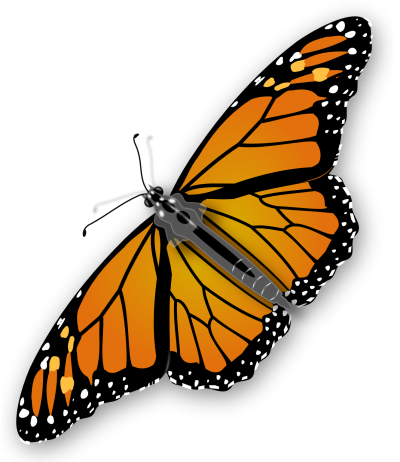 Butterfly PNG PNG Images