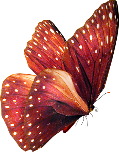 Beautiful Pink Butterfly, Put, Design, Arrangement PNG Images