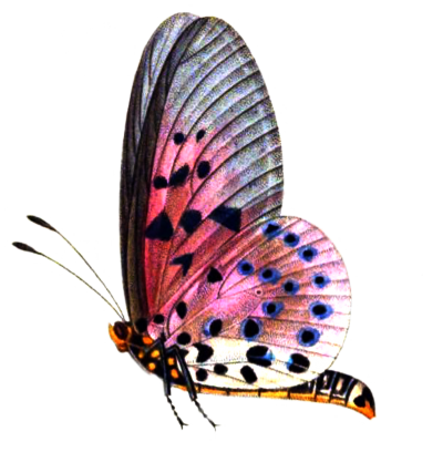 Patterned Pink HD Butterfly Png Creation, Varieties, Difference PNG Images