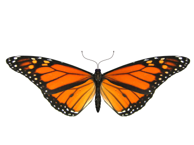 Wide Angle Butterfly Transparent, Insects, Flight, Petal PNG Images