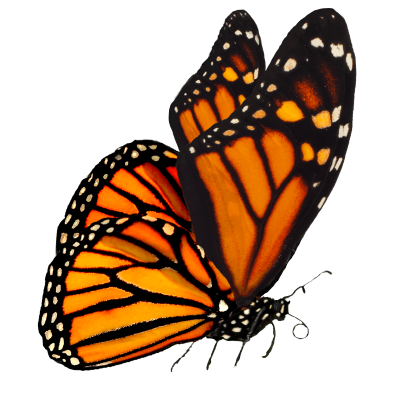 Orange Butterfly Photo, Grass, Tree, Branch, Landing PNG Images