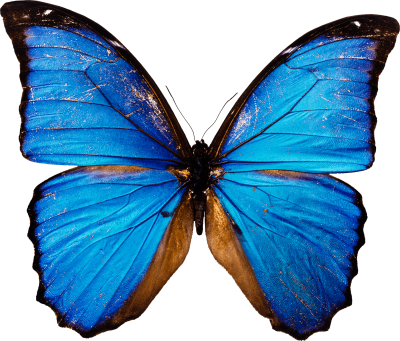 Decorative Colorful Butterfly PNG HD Download, Leaf, Variety, Cocoon PNG Images