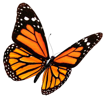 Orange Flying Butterfly Picture, Black Pattern, Flowers PNG Images