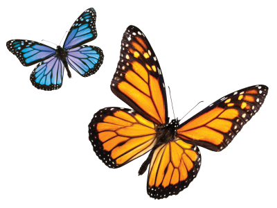 Yellow And Blue Patterned Butterfly Pictures, Fly, Beauty, Plant, Flower, Land PNG Images