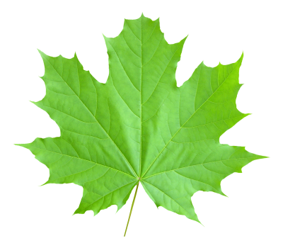 Green Maple Leaf Transparent Pictures PNG Images