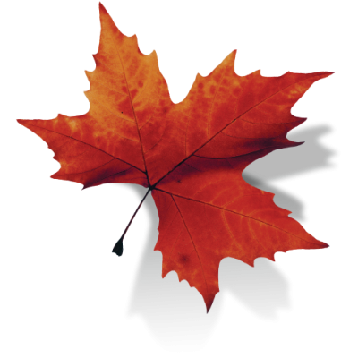Moving Business Through Emotional Brands Canada Leaf Png PNG Images