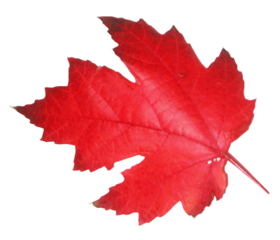 Natural Maple Leaf Transparent Images PNG Images