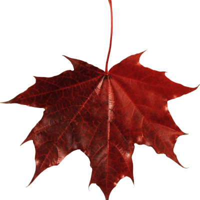 New Maple Leaf Canada Transparent PNG Images