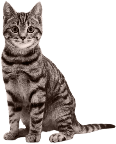 Cat Free Download PNG Images
