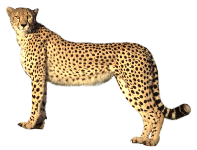 Cheetah Cut Out PNG Images