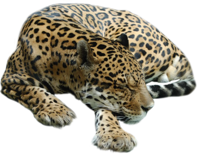 Cheetah Sleep Transparent PNG Images