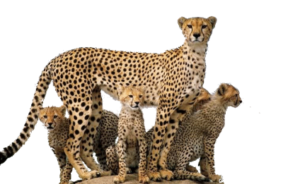 Cheetah Family PNG PNG Images