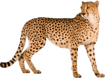 Cheetah Wonderful Picture Images PNG Images