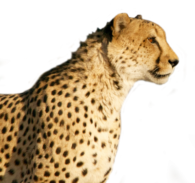 Free Free 72 Transparent Cheetah Print Svg Free SVG PNG EPS DXF File