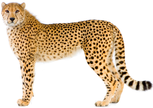 Cheetah Clipart Hd PNG Images