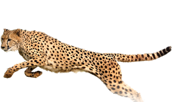 Cheetah Best Pic PNG Images