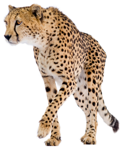 Cheetah Hd Image PNG Images