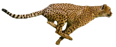 Cheetah Running, Speed Animals Png PNG Images