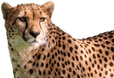 Cheetah Face Transparent 15 PNG Images