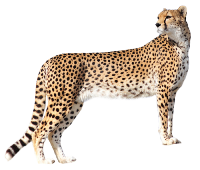 Cheetah Amazing Image Download PNG Images