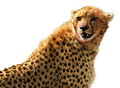 Cheetah Head Png PNG Images