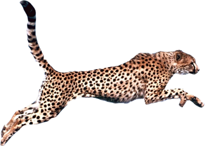 Cheetah Jump PNG Free Download PNG Images