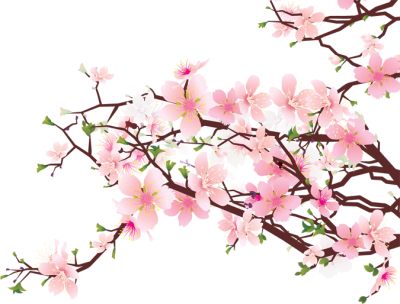 Cherry Blossom HD Image PNG Images