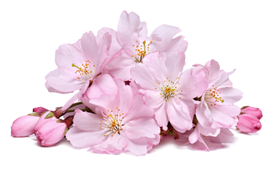 Cherry Blossom Cut Out PNG Images
