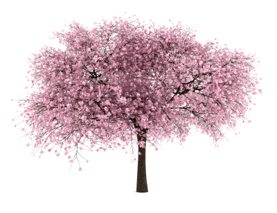 Cherry Blossom Png PNG Images