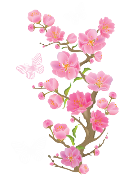 Cherry Blossom Free Transparent Png PNG Images