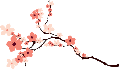 Cherry Blossom Background PNG Images