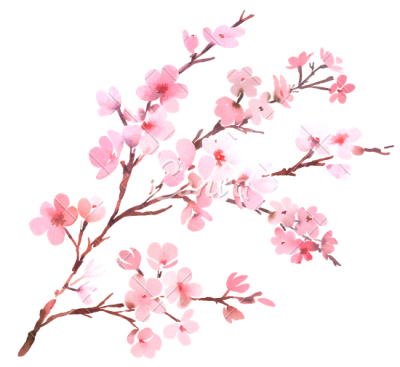 Cherry Blossom Clipart PNG Photos PNG Images