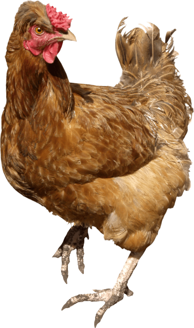 Download Chicken Free Png Transparent Image And Clipart