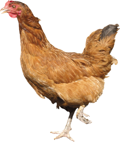Brown Chicken Transparent PNG Images