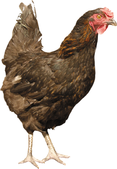 Chicken PNG Icon PNG Images