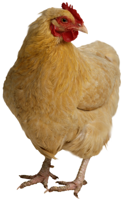 Chicken High Quality PNG PNG Images