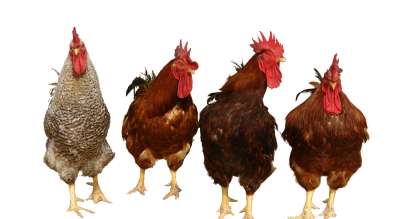 Chickens Free PNG PNG Images
