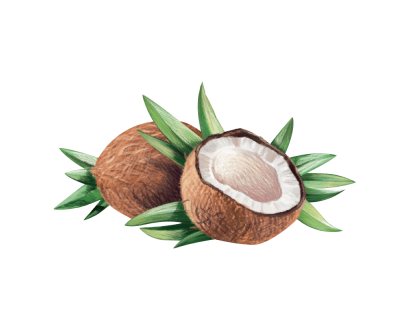 Coconut Clipart PNG File PNG Images