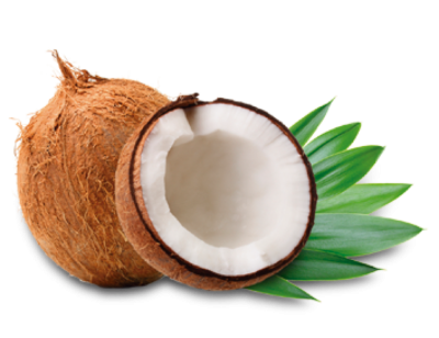Coconut Vector PNG Images