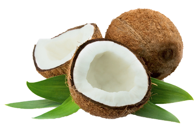Coconut HD Image PNG Images