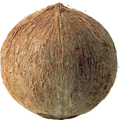 Coconut Amazing Image Download PNG Images