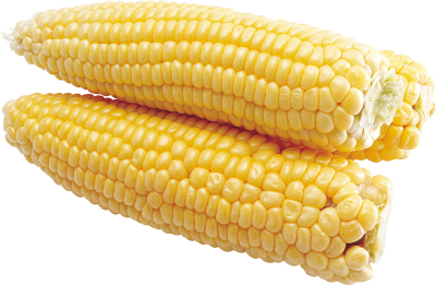 Yellow Corn Background PNG Images