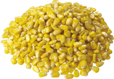 Corn Picture PNG Images
