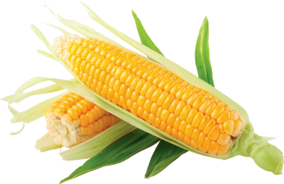 Corn Transparent Picture PNG Images
