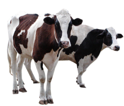Cattle, Animal, Milk, White And Black Cow Transparent Png Free Download PNG Images