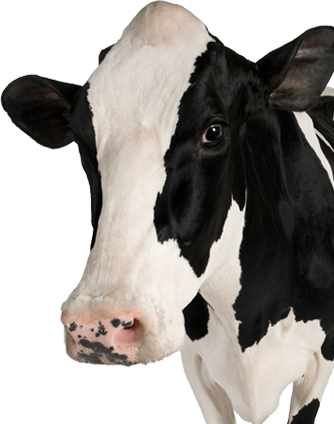 Download COW Free PNG transparent image and clipart